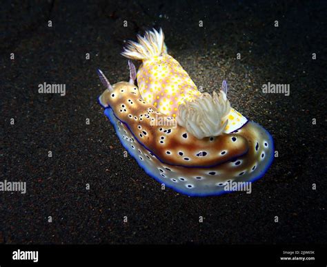 Stinging Cells Nudibranch Hi Res Stock Photography And Images Alamy