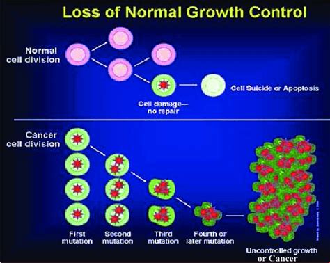18 Formation Of Cancer Cells To Understand Cancer Its Helpful To