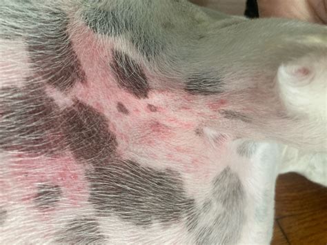 My Dog Seems To Have A Red Irritated Rash On Several Areas Of His Body