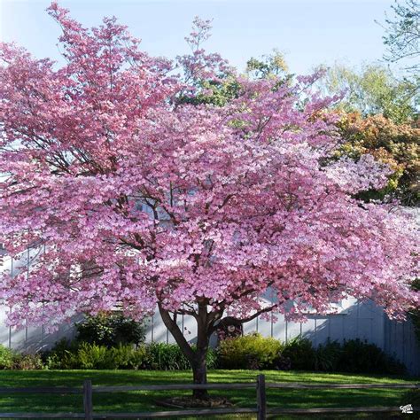 Cornus florida flowering dogwood tree. Pink Flowering Dogwood — Green Acres Nursery & Supply