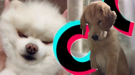 Tik Tok Cute Dog Compilations That Will Make You Smile Youtube
