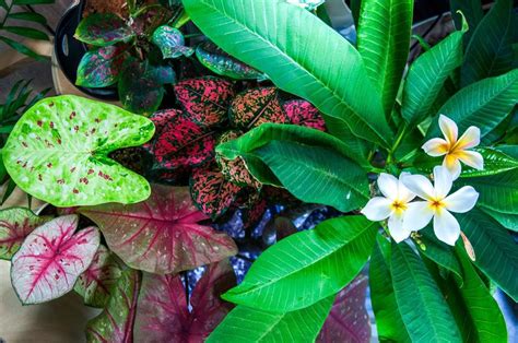 Best Tropical Flowers Top 3 Care Tips For Hawaiian Plants South