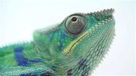 The Illegal And Secretive World Of Chameleon Ranching