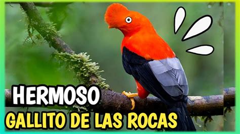 Gallito De Las Rocas Peruano Tunki O Rupicola Peruvianus Youtube