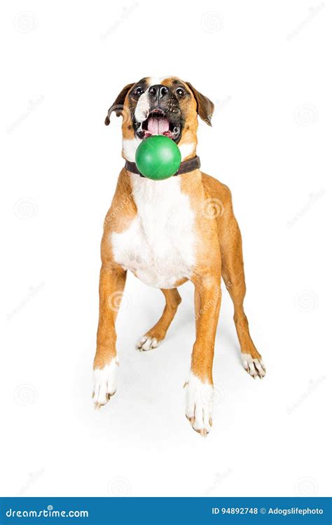 Funny Boxer Dog Catching Ball Stock Photo Image Of Playing Breed
