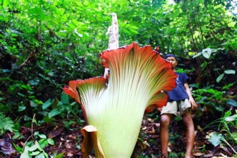 Bunga Bangkai, Sicantik yang Terus Dibantai – Leuser Conservation
