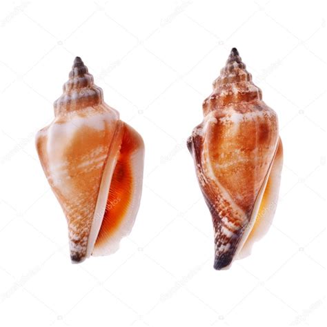 Two Spiral Seashell — Stock Photo © Mrbrightside 5177582