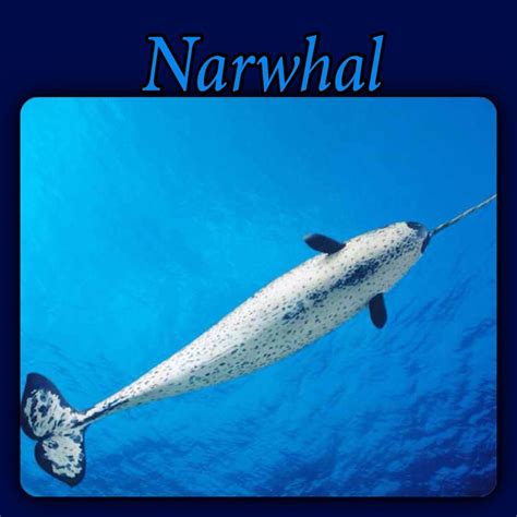 Narwhals Narwhals Swimming In The Ocean Narwhal Whale Animals