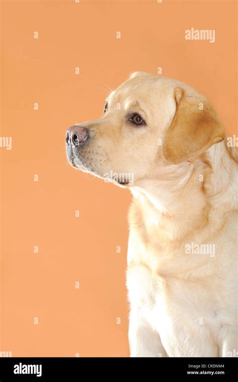 Yellow Labrador Retriever Portrait Stock Photo Alamy