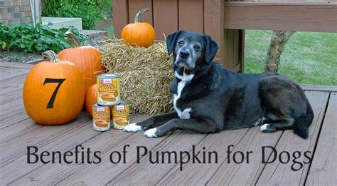 7 Benefits Of Pumpkin For Dogs Chasing Dog Tales