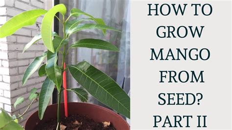 How To Grow Mango Tree From Seed Part 2 Youtube