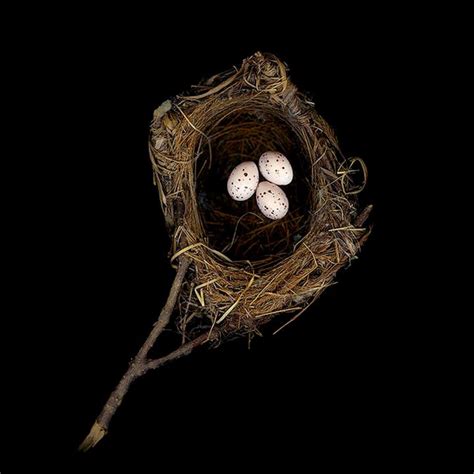 25 Stunning Photographs Of Birds Nests Bird Nest Bird Photo Bird