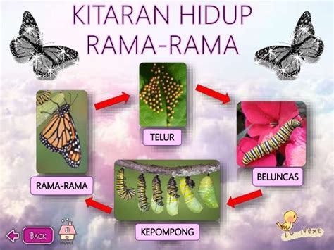 Kitaran Hidup Rama Rama Labelled Diagram Riset