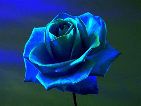 Wallpapers are a hot trend right now. Blue Rose Wallpapers Images Photos Pictures Backgrounds