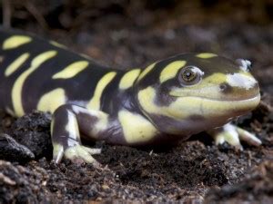 The Tiger Salamander Reptiles Magazine