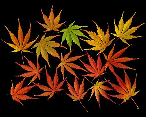 Fall Japanese Maple Leaves Shutterbug