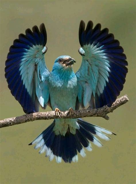 Magnifique Oiseau