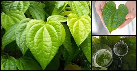 Betel Leaf Medicinal Uses And Health Benefits Dr Farrah Md