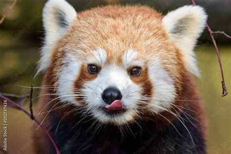 Red Panda Licking Its Face Stock Photo Adobe Stock