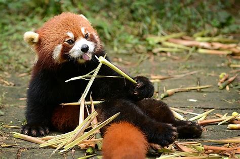 Food Web For Red Panda