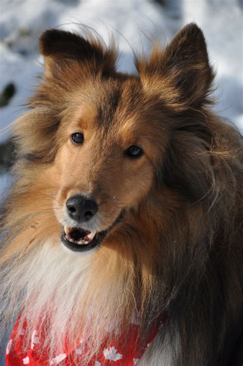 Wagner says that sensitivity to sound is instinctive to all dogs, but dogs that tend to be anxious are more likely to develop noise phobias. Three Dogs in a Garden: MEET THE BOYS