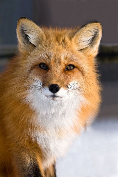 Fox Spirit Spirit Animal Animals And Pets Wild Animals Fuchs Baby