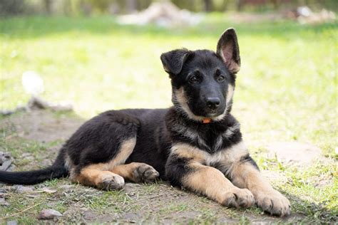 8 Week Old German Shepherd Puppy Care And Training Guide All About