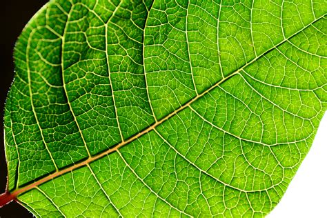 Filebacklit Green Poinsettia Leaf Wikimedia Commons