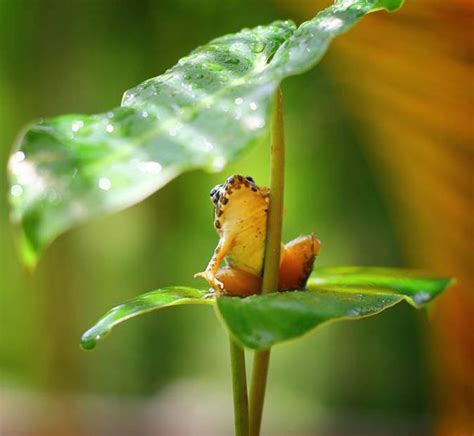 Animal shelter opening hours location rossmore veterinary hospital offers a shelter service which houses dogs and cats that have been found straying or have been seized. Raindrops keep falling on my head! Adorable frog uses leaf ...