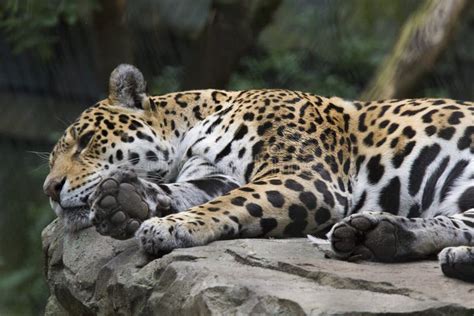 Resting Jaguar Lies Quietly On A Rock Stock Image Image Of Mammal