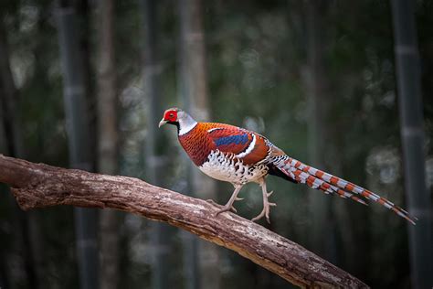 Do You Know The Names Of These Rare Birds Found In China Cgtn