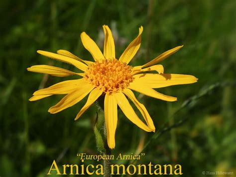 Order European Arnica Arnica Montana Herb Seeds Arnica Montana