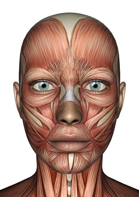 100 Best Face Muscles Anatomy Ideas In 2021 Muscle Anatomy Face 2933