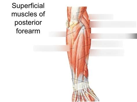 Superficial Muscles Of Posterior Forearm Identification Diagram Quizlet