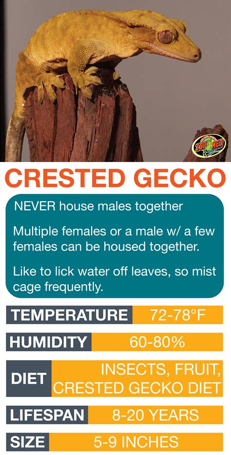 Crested Gecko Care Sheet Learn The Basics Of Crested Gecko Habitat