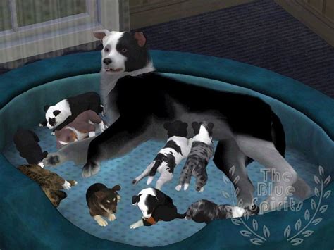 K Litter Puppies And Others By Spiritythedragon On Deviantart Sims