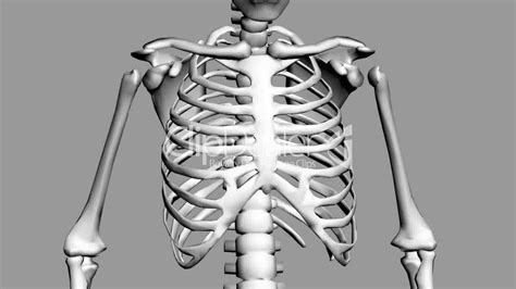 In this image, you will find part of the pectoral muscles mainly used in it. Rotation of 3D skeleton.ribs,chest,anatomy,human,medical ...