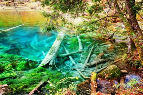 Amazing Azure Lake With Submerged Tree Trunks Among Fall Woods Stock