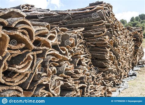Pile Of Bark From Cork Stock Photo Image Of Board Peel 137996050