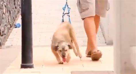 Facebook Viral Hombre Adopta A Perro Que No Podía Caminar Y Lo Ayuda