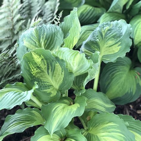 Hosta Lakeside Paisley Print Garden Crossings