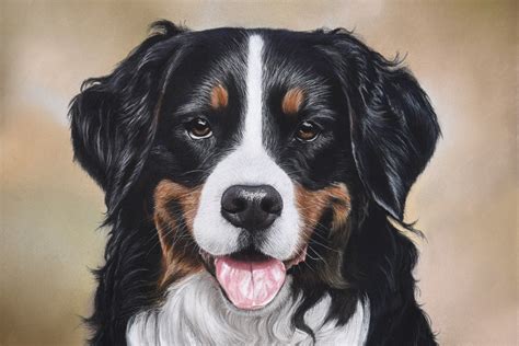 Original Petportrait Pastel Draw Of Berner Sennenhund Etsy