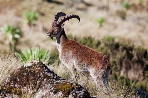 From wikimedia commons, the free media repository. Walia Ibex (capra Walie Photograph by Martin Zwick