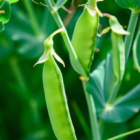 When To Harvest Shelling Peas A Guide For Home Gardeners