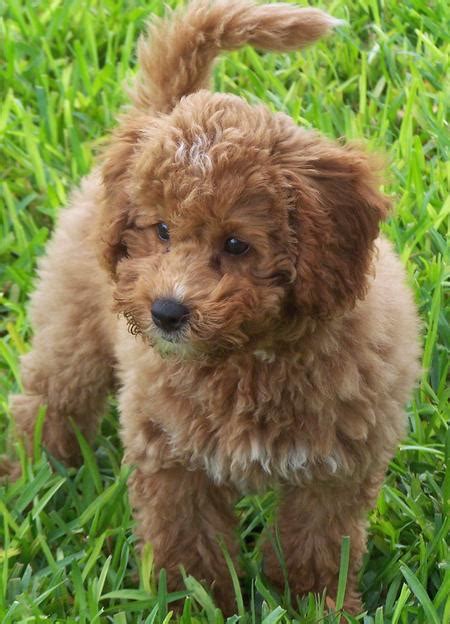 #breedoftheweek 💖 mini labradoodle #pups are #energetic & #loving #companions!! Tigger the Miniature Labradoodle | Puppies | Daily Puppy