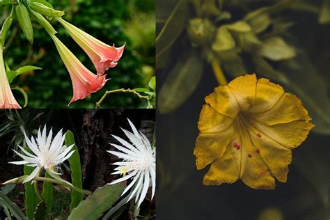 Top 13 Beautiful Flowers That Bloom At Night Florgeous