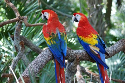 Macaw Red Parrot · Free Photo On Pixabay