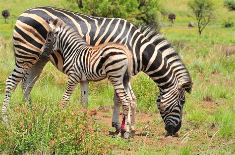 Zebra Mom And Baby Zebra Foal With Deep Gashes On Leg Dsc