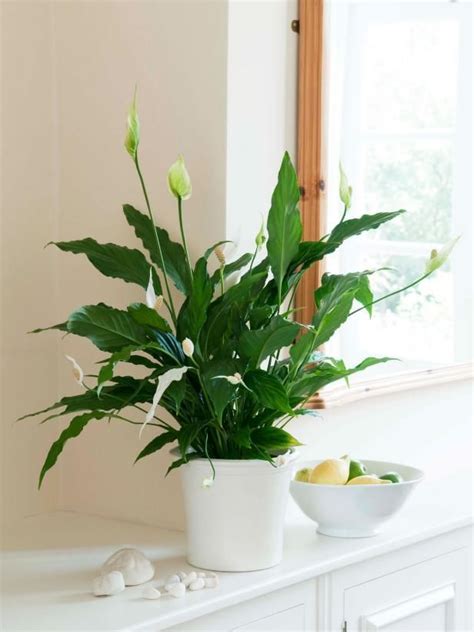 Indoor Flowering Plants No Sunlight Green🤷 Indoor Plants Names And