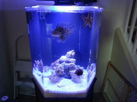 80 Gallon Hex Swim Gallon Swimming Reef